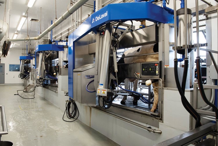 Improving Energy Balance In Robot-Milked Cows